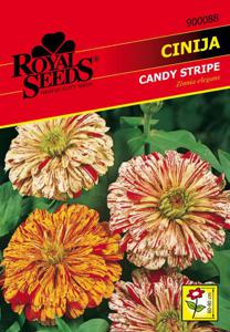 Seme Royal, cinija, 88